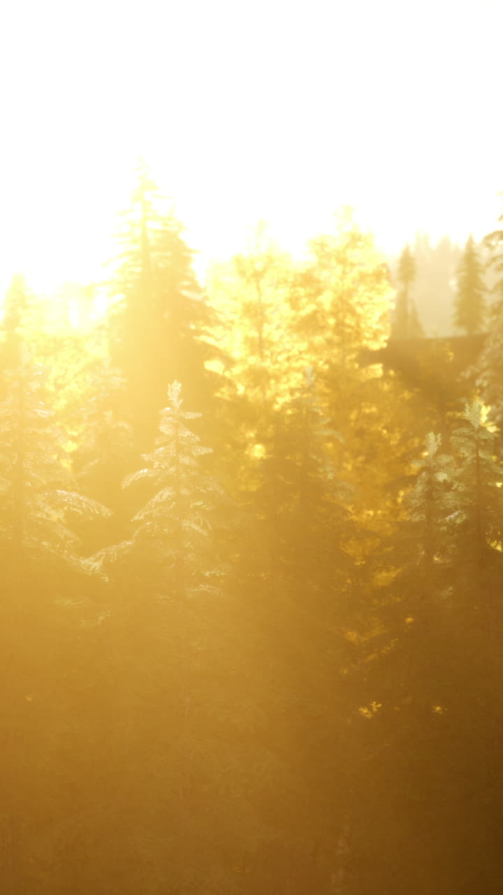 숲 속의 황금시간