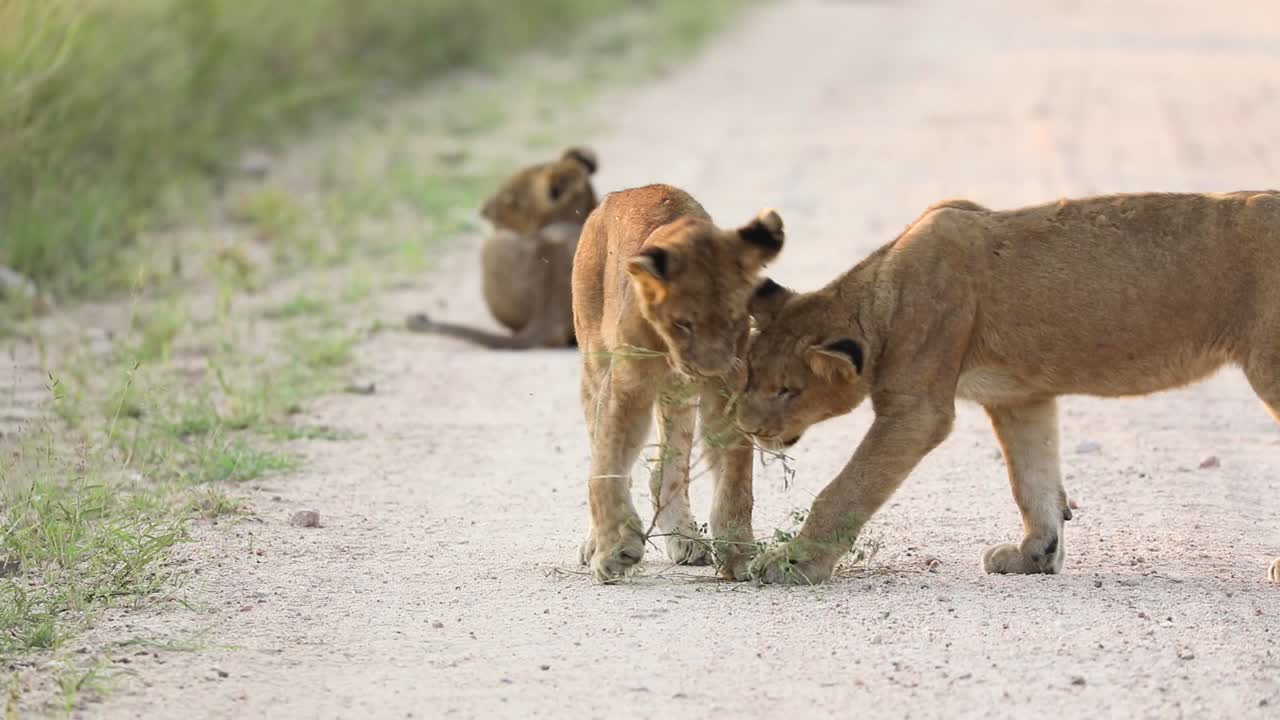 brede opname van leeuwenwelpen die spelen met een stuk droog struikgewas op de onverharde weg, grotere kruger