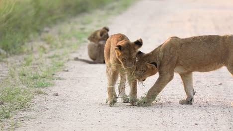 Plano-General-De-Cachorros-De-León-Jugando-Con-Un-Trozo-De-Arbusto-Seco-En-El-Camino-De-Tierra,-Gran-Kruger