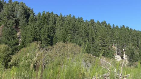 Walking-parallel-to-pine-forest-on-river-valley-walls-with-signs-of-erosion---Kowai-River,-Canterbury