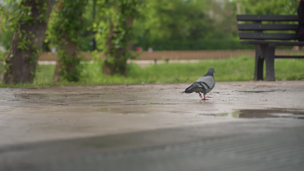 Pigeon walking around park toward bench with seated people legs visible, wet pavement reflecting soft light, summer greenery blurred in background, calm urban nature moment