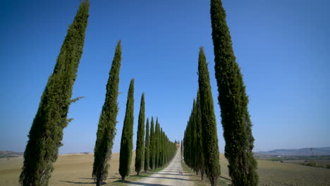 cipreses en fila a lo largo de la carretera de toscana - conductor pov