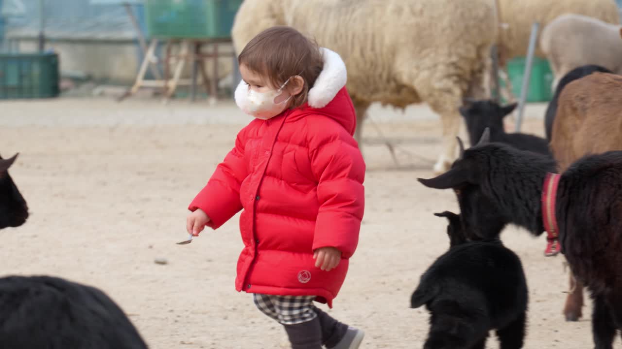 Menina fofa de dois anos alimentando cabras em um curral.