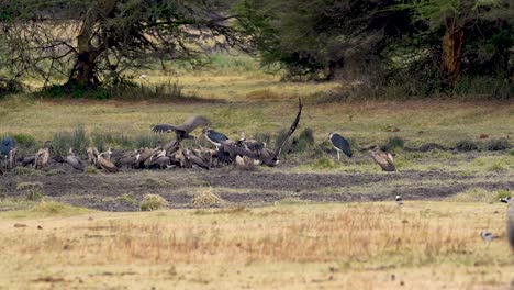 Vulture-flying-and-joining-group-with-like-birds-and-storks-with-zebras-in-foreground-in-Ngorongoro-preserve-Africa,-Follow-shot