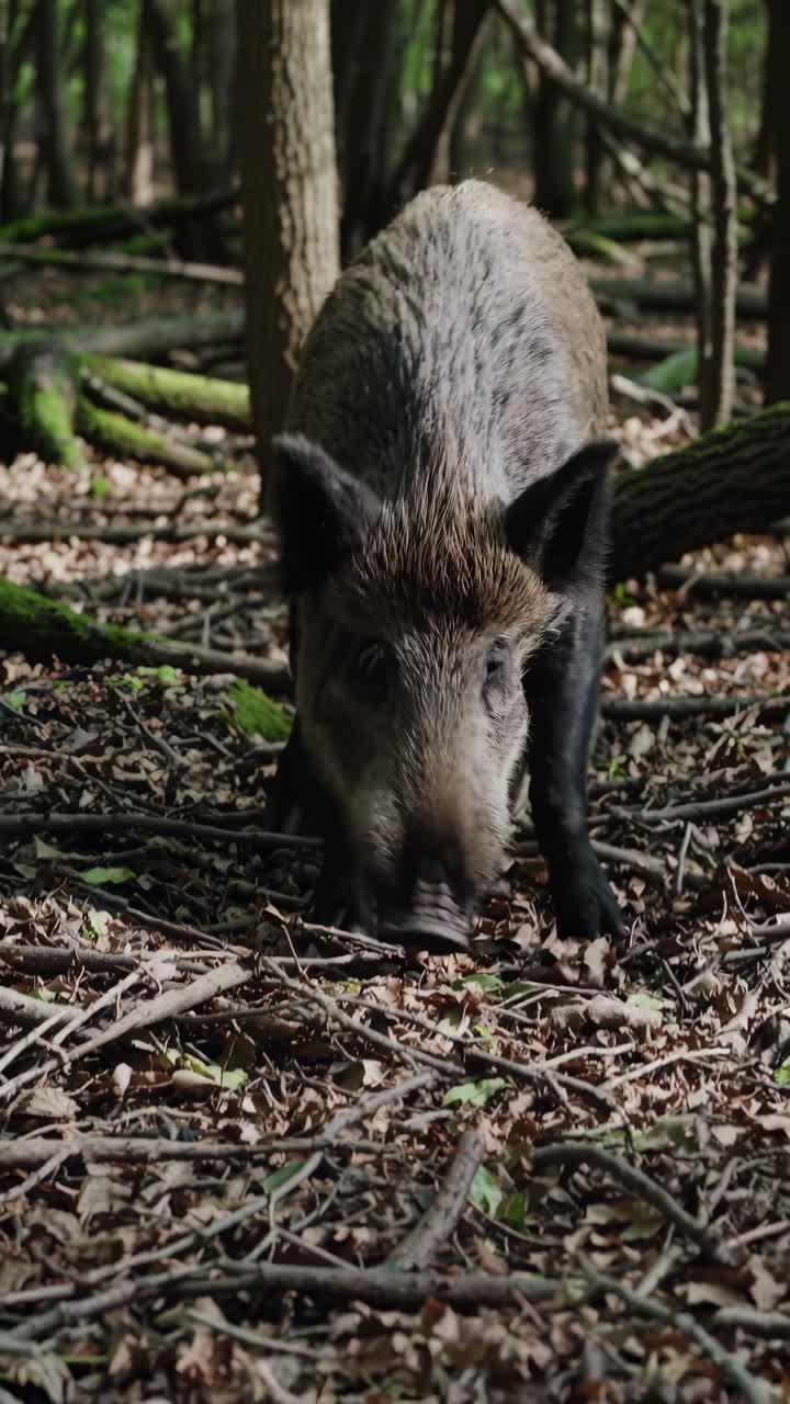 Giovane cinghiale che si nutre sul sottobosco
