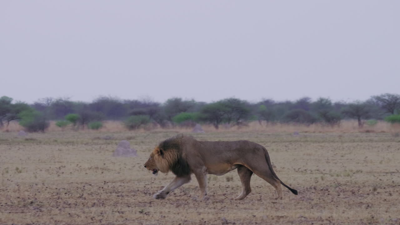 A Hungry Black Mane Lion Walking On The Dry Field In Kalahari, Botswana - Wide Shot