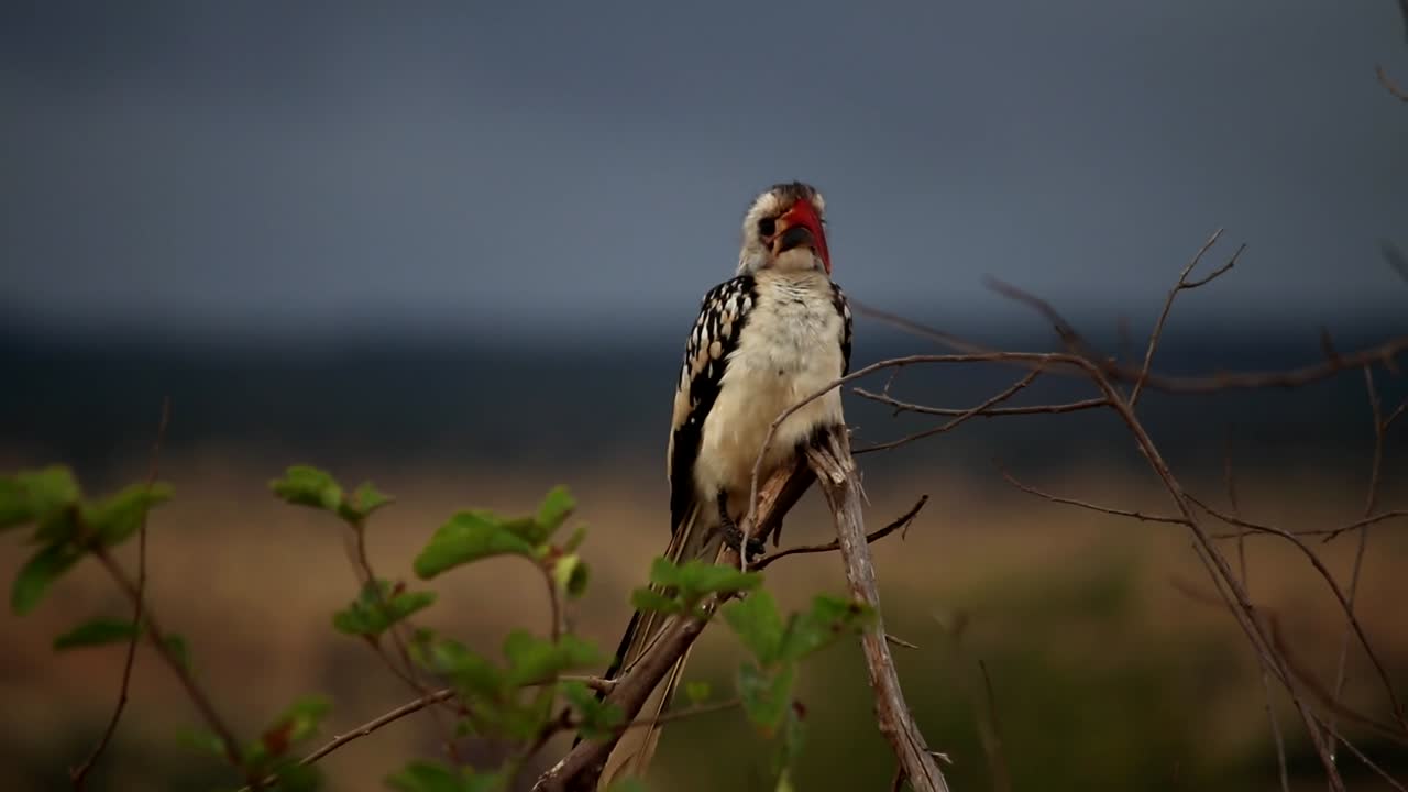 acercamiento ampliado del cálao de pico rojo africano posado en la rama de un árbol en un día nublado