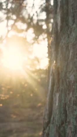 sunrise or sunset in a pine forest