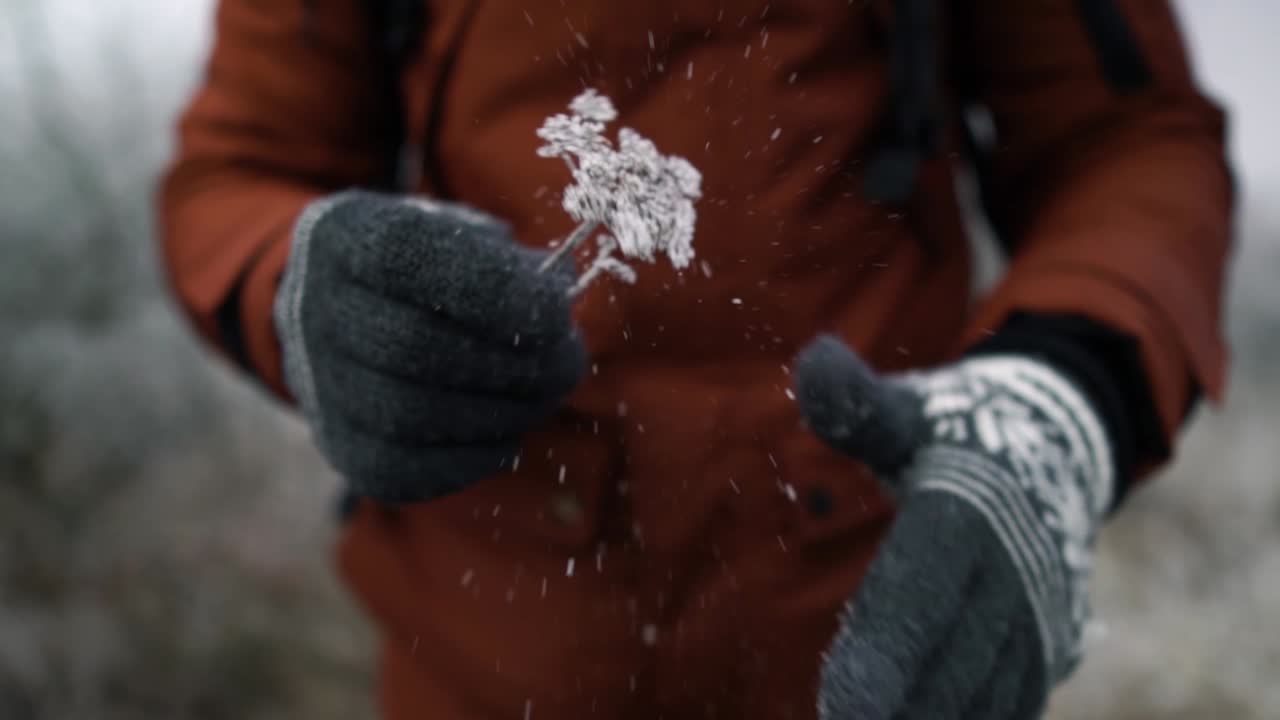 추운 겨울날 마른 회향 잡초에서 하얀 서리가 흔들리는 회색 장갑을 낀 남자의 느린 동작