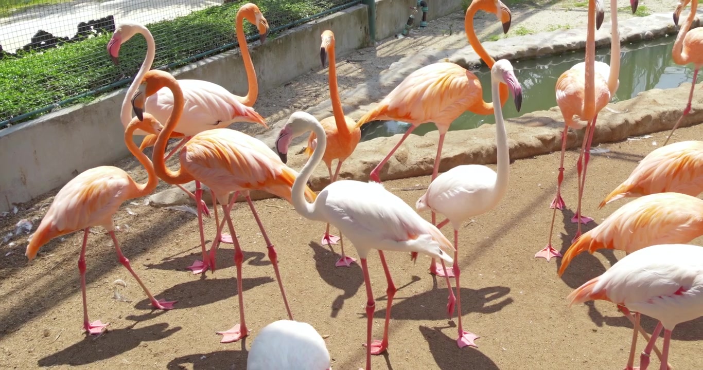 Un gruppo di fenicotteri con piume rosa e arancioni vivaci si radunano in un recinto illuminato dal sole. Ideale per studi sulla fauna selvatica e contenuti educativi.