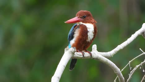 Eisvogel-Wartet-Auf-Futter