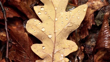 4k tilt camera movements showing macro perspective of autumn leaves