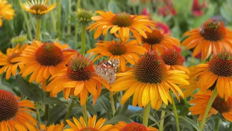 qué mariposa tan hermosa.
