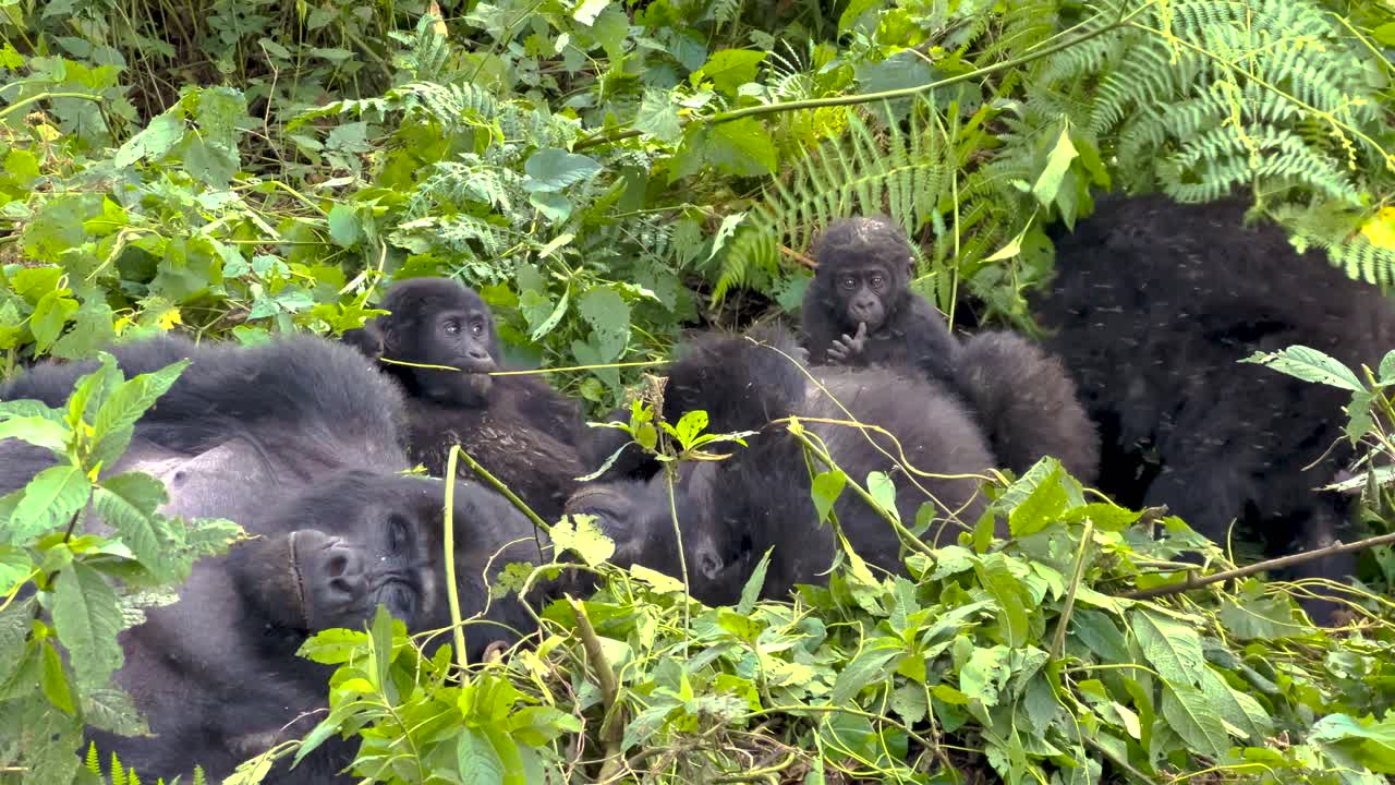 Gruppo familiare di gorilla di montagna (beringei beringei) riposa, si striglia e cerca cibo tra felci e rampicanti nella Foresta Impenetrabile di Bwindi, Uganda, Africa, inquadratura teleobiettivo statica