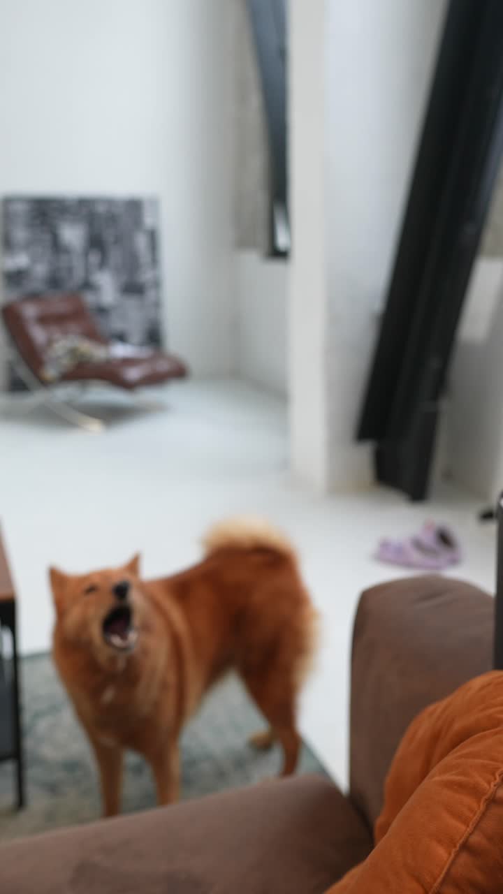 핀란드 스피츠 개와 함께 쾌적한 거실