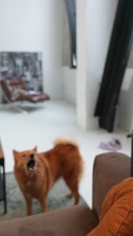 sala de estar acogedora con un perro spitz finlandés