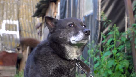 sniffing dog. dog with moist nose sniffing the air