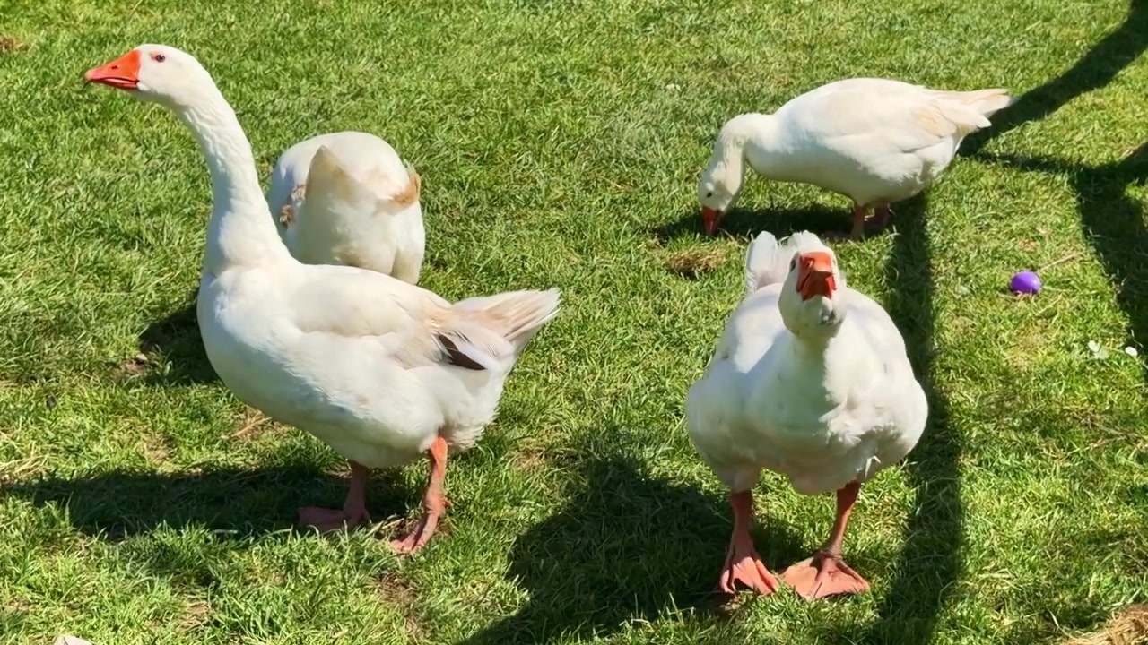 Weiße Gans streckt den Hals und stürmt auf die Kamera zu, dann bleibt sie auf dem Rasen stehen.