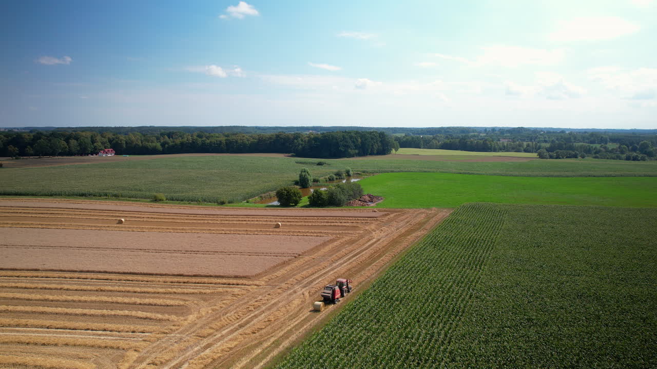 Poland's Golden Fields: Aerial Capture of Red Combine in Wheat Harvest Action