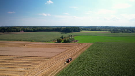 los campos dorados de polonia: captura aérea de la combinación roja en la acción de cosecha de trigo