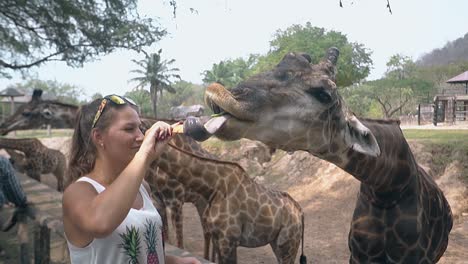 happy woman in sunglasses feeds funny spotted giraffe