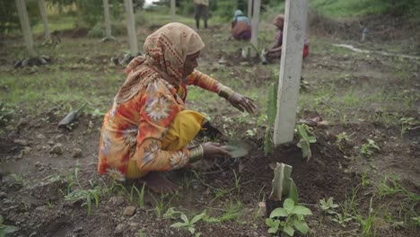 indian farmer digging the ground to cultivate saplings