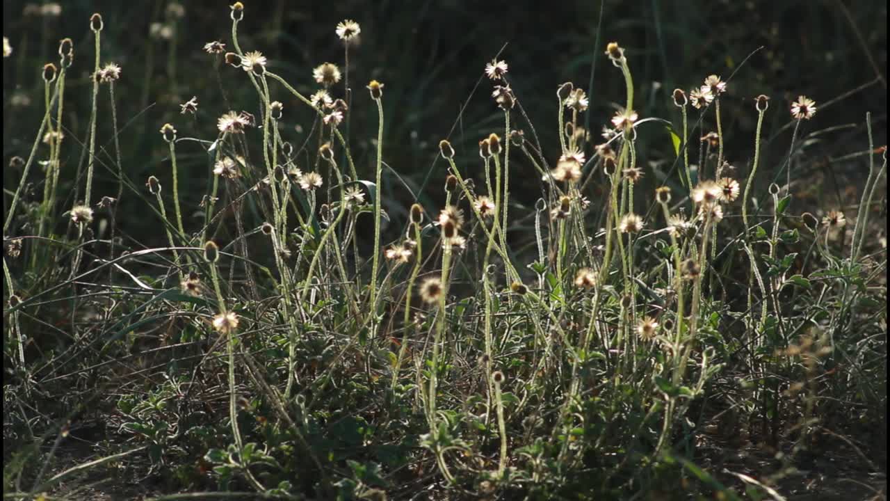 들판 에 있는 야생 꽃