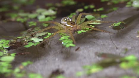 Una-Araña-Pescadora-Caza-En-Un-Estanque-Poco-Profundo.