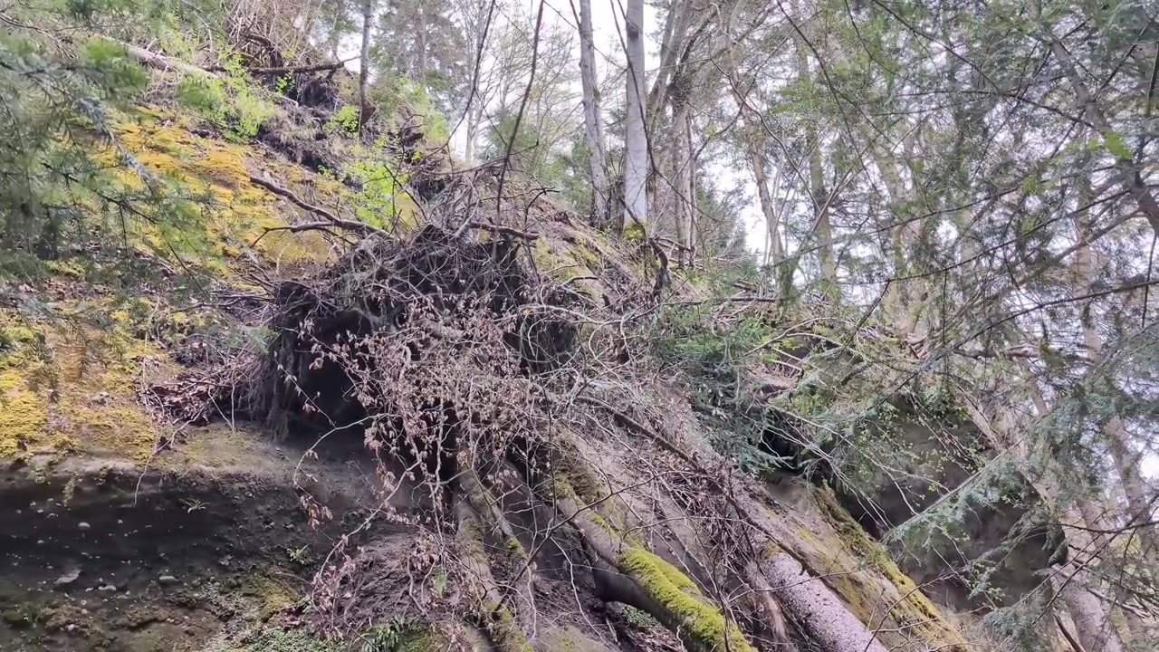Ontwortelde, omgevallen boom in het bos.