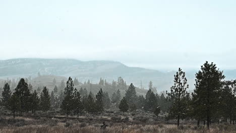 Pines-in-the-Blizzard:-The-Winter-Forest's-Cloak