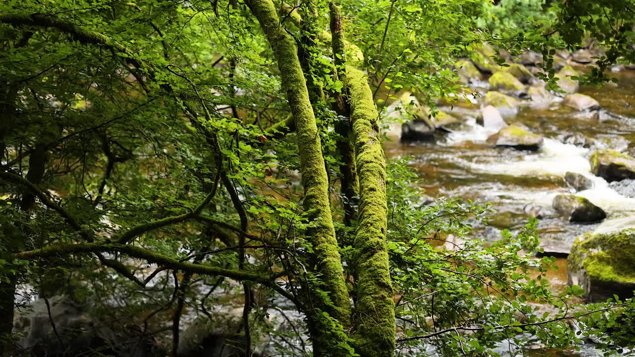 un río que fluye a través de un bosque verde y exuberante