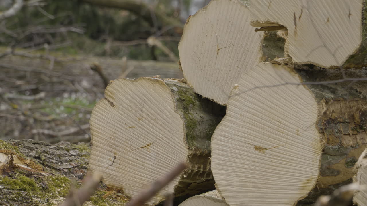 Logs stacked on top of each other, tree felling in woods of Poland, close-up