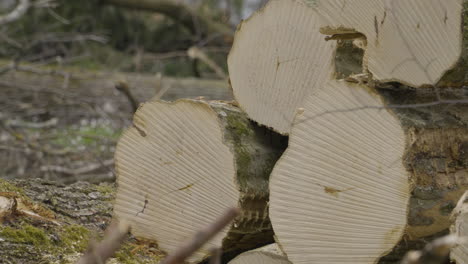 Logs-stacked-on-top-of-each-other,-tree-felling-in-woods-of-Poland,-close-up