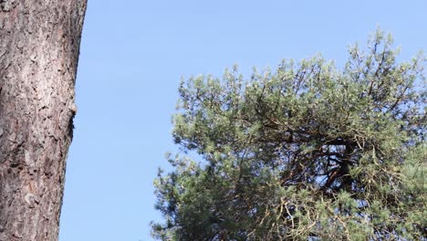 Bewegende-Aufnahme-Von-Bäumen-In-Der-Waldlandschaft