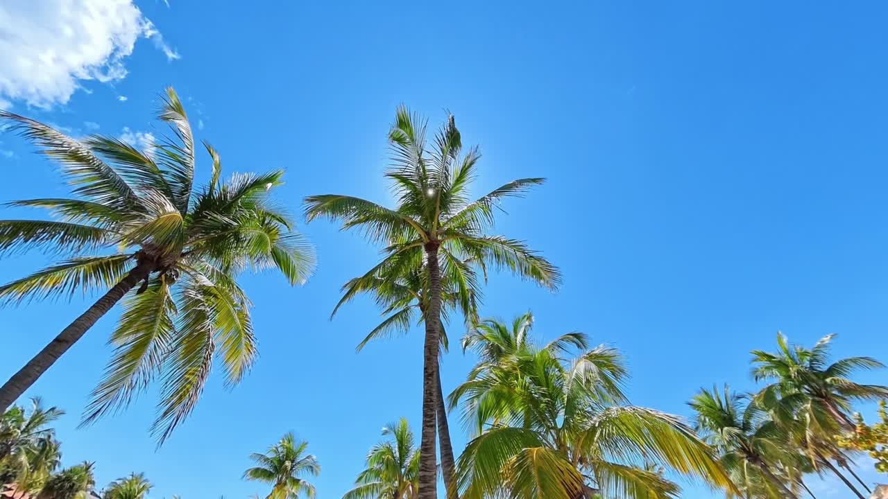 Sole splendente che filtra attraverso le foglie di una palma in una giornata di sole in Florida con cieli blu e nuvole