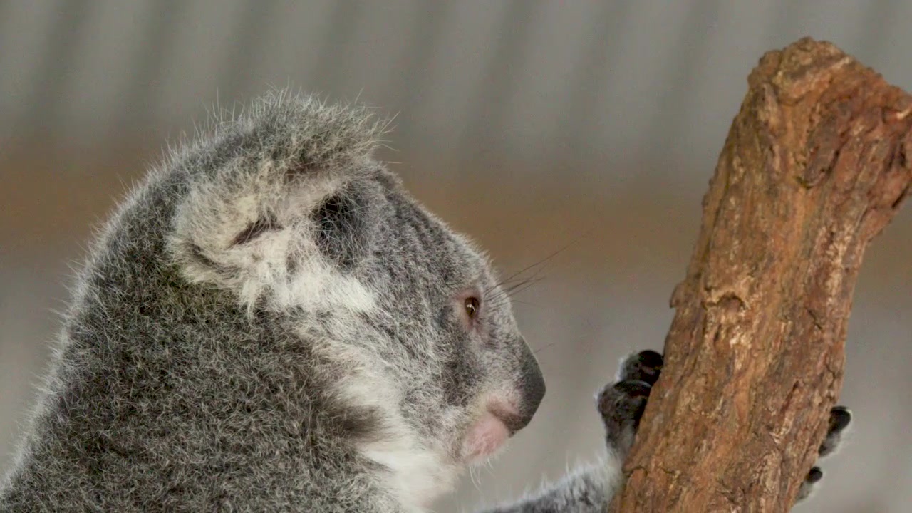 Primo piano di un koala selvatico che si arrampica su un ramo d'albero a South West Rocks, Australia.