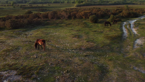 Nuevos-Ponis-Del-Bosque-En-El-Reino-Unido-Pastando-Pacíficamente-Al-Atardecer