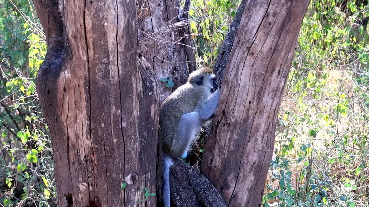 primer plano de un lindo mono vervet en un árbol limpiándose a sí mismo eliminando parásitos de su piel