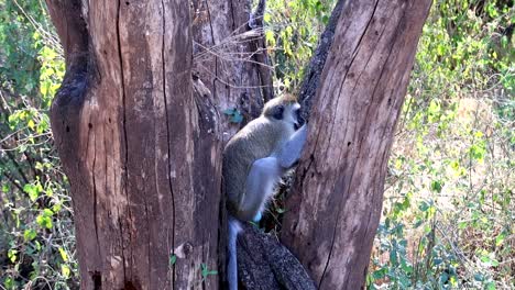 close up of cute vervet monkey in a tree cleaning itself removing parasites from its skin