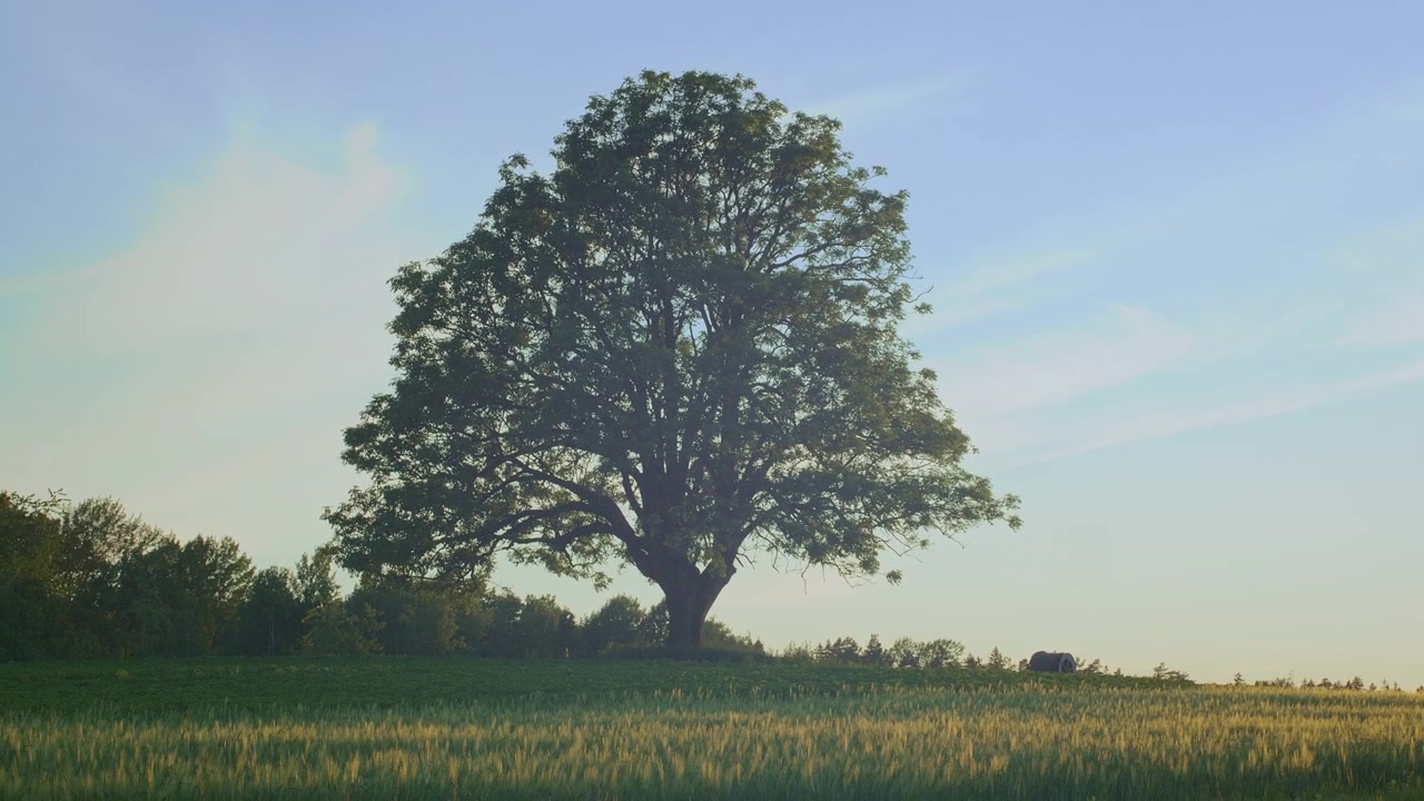 A lone oak tree rises in an open field of grass with a calm sky in the background.