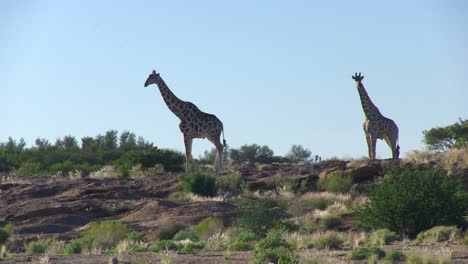 Jirafa-En-El-Parque-Nacional-Augrabies,-Sudáfrica