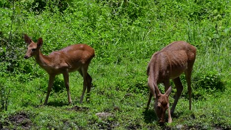 the eld's deer is an endangered species due to habitat loss and hunting