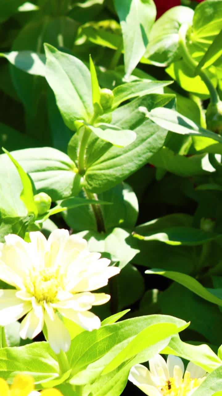 울창 한 정원 에서 다채로운 진니아 꽃 이 피고 있다