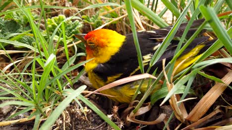 a cute little western tanager bird resting in a backyard flower bed