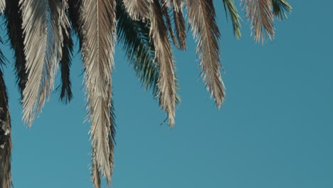 las ramas secas de las palmeras se balancean contra el cielo azul