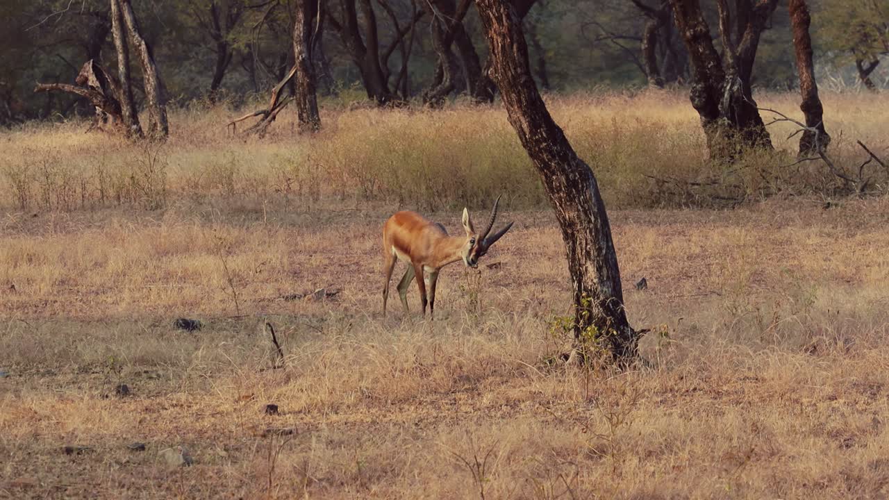 chinkara (gazella bennettii), también conocida como la gacela india, es una especie de gacela nativa de irán, afganistán, pakistán e india. parque nacional de ranthambore sawai madhopur rajasthan india
