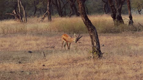 Chinkara-(gazella-Bennettii),-También-Conocida-Como-Gacela-India,-Es-Una-Especie-De-Gacela-Originaria-De-Irán,-Afganistán,-Pakistán-E-India.-Parque-Nacional-Ranthambore-Sawai-Madhopur-Rajastán-India