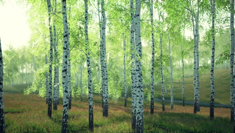 abedules blancos en el bosque en verano