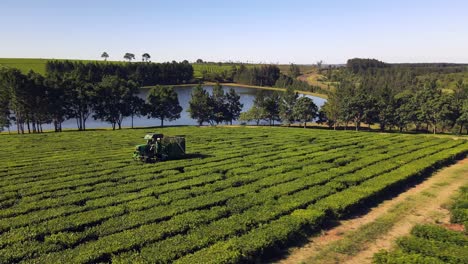 machine harvesting green tea in a plantation