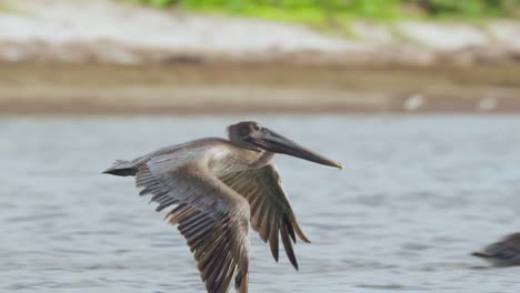 Brauner-Pelikanvogel,-Der-Anmutig-Am-Strand-Entlang-Fliegt,-Nah-Oben-Mit-Blauem-Ozeanwasser-Und-Grünem-Pflanzenlaub-Im-Hintergrund-In-Zeitlupe